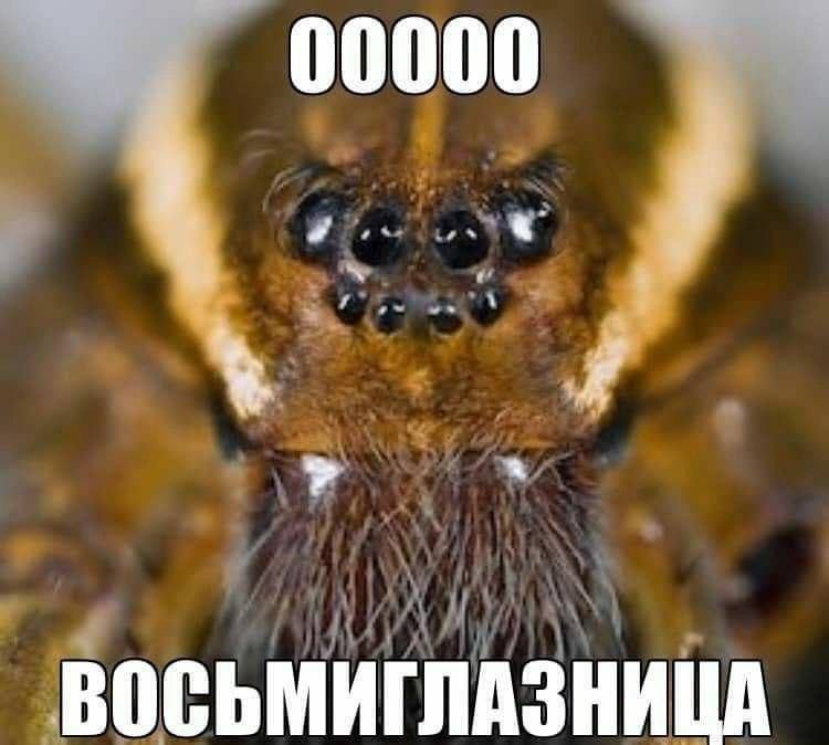 00000 восьмиглазница Макроснимок головы паука с крупным планом его восьми глаз, над которыми и под которыми есть текст.