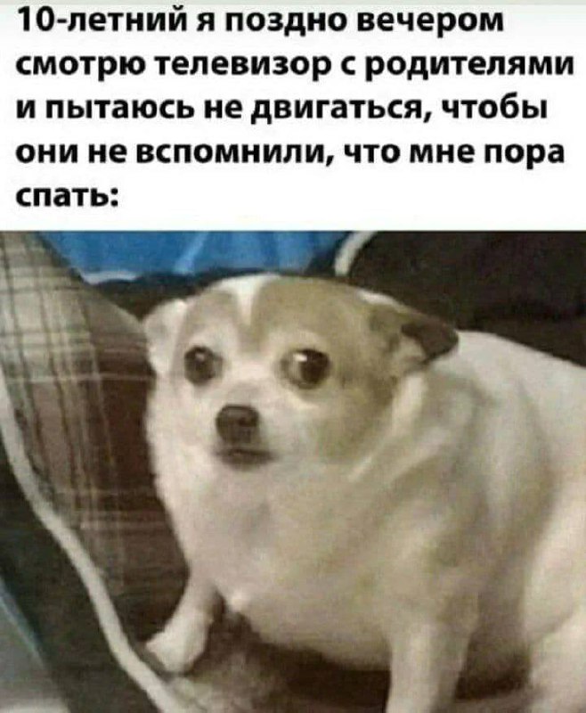 10-летний я поздно вечером смотрю телевизор с родителями и пытаюсь не двигаться Мем с собакой, которая сидит очень тихо и испуганно смотрит прямо, с текстом «10-летний я поздно вечером смотрю телевизор с родителями и пытаюсь не двигаться, чтобы они не вспомнили, что мне пора спать».