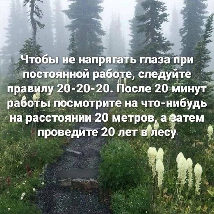 20 лет в лесу Мем про правило 20-20-20 и совет провести 20 лет в лесу