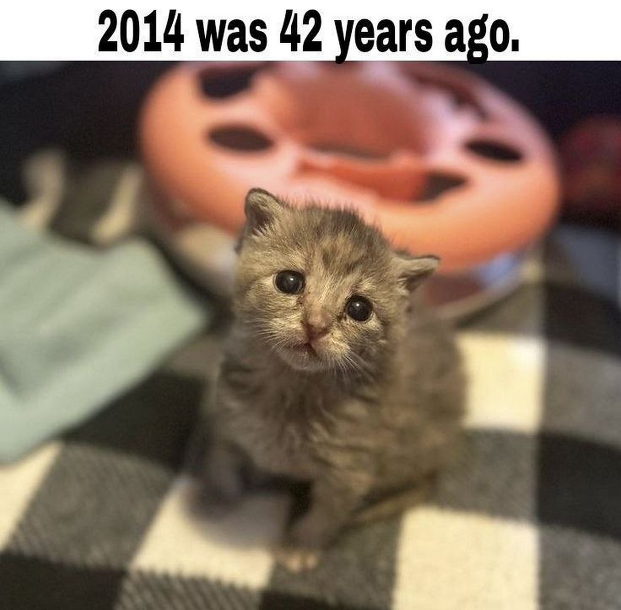 2014 было 42 года назад Котёнок с грустными глазами и надпись «2014 было 42 года назад»