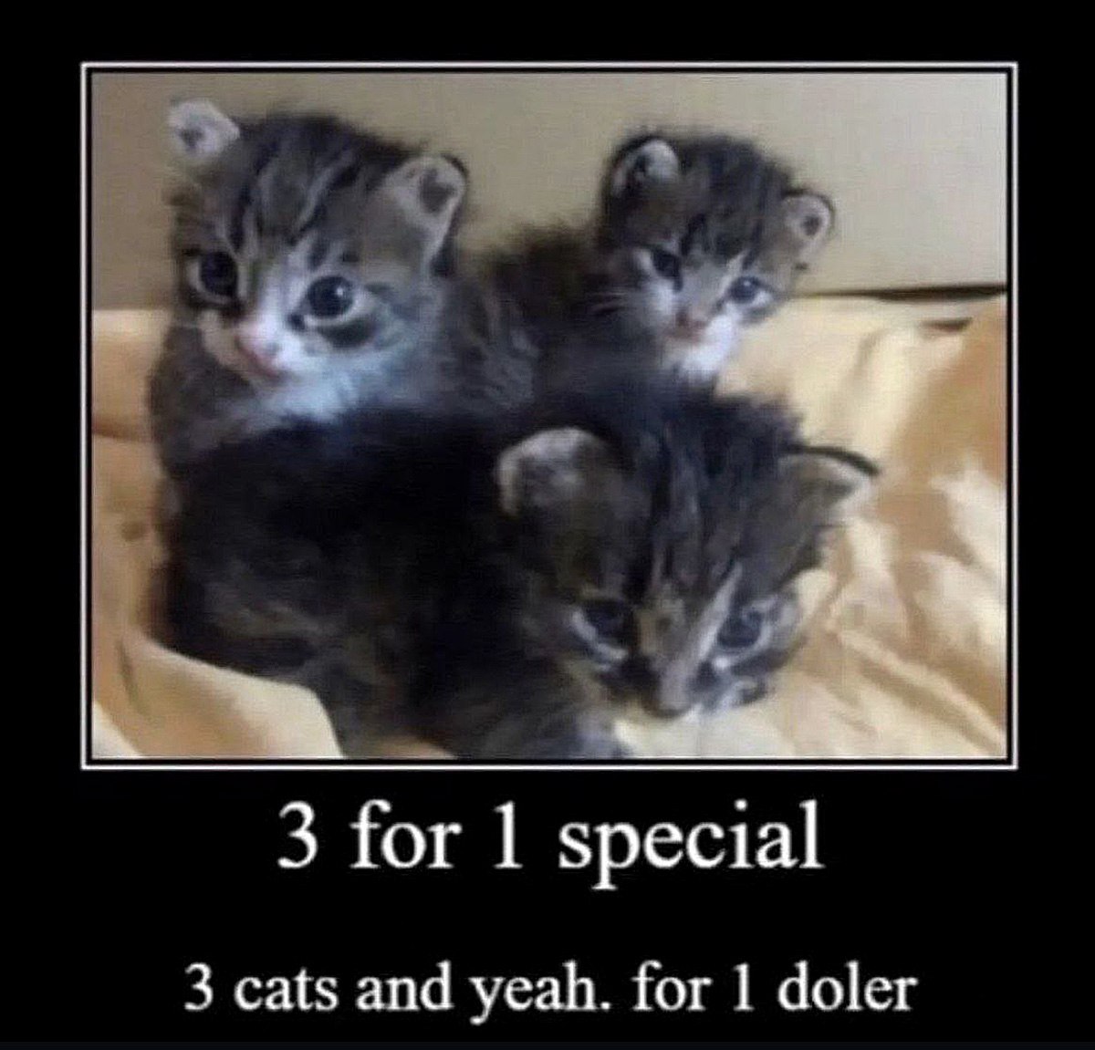 3 for 1 special котята Три котенка "3 for 1 special" за один доллар