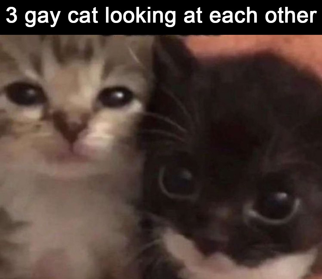 3 gay cat looking at each other Мем с двумя милыми котятами, смотрящими друг на друга.