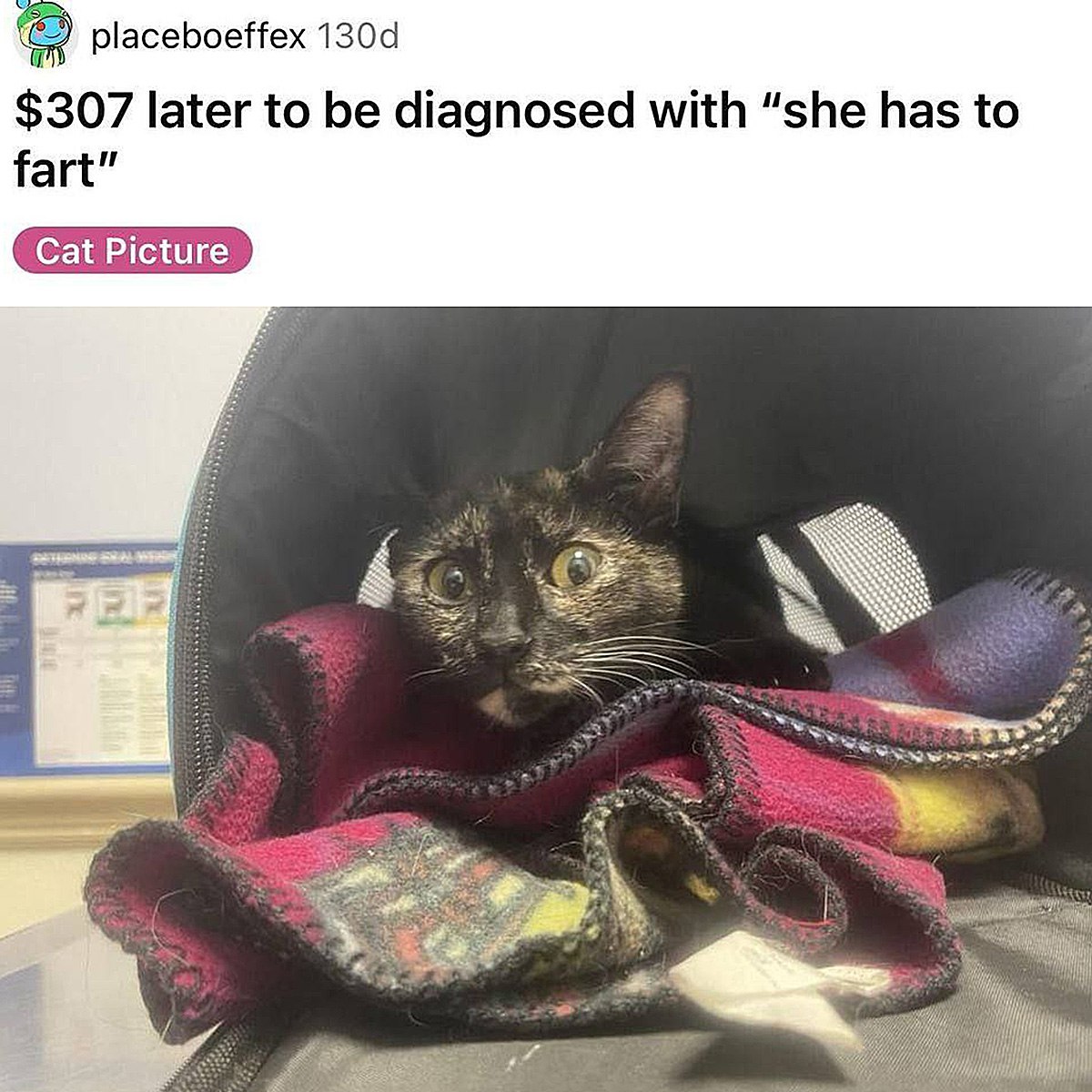 $307 later to be diagnosed with "she has to fart" Перепуганная кошка в переноске, визит к ветеринару за 307 долларов с диагнозом "ей нужно пукнуть"