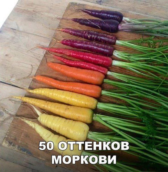 50 оттенков моркови Морковь разных цветов, уложенная на деревянной поверхности