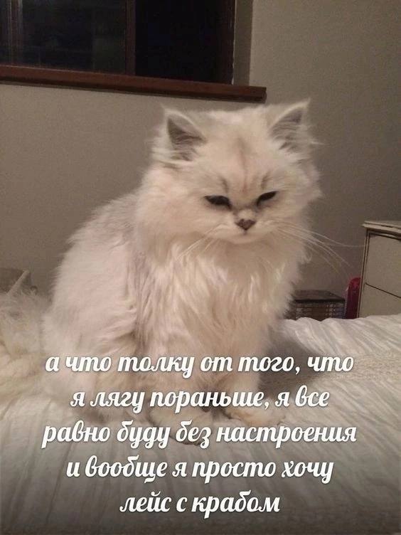 А что толку от того, что я лягу пораньше Мем с белым котом, который говорит, что нет смысла ложиться раньше спать, потому что он все равно будет без настроения, и что он просто хочет чипсы лейс с крабом.