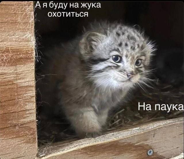 А я буду на жука охотиться На паука Манул охотится на жука или паука