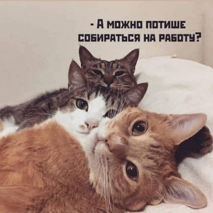 А можно потише собираться на работу Мем с тремя котами, которые просят потише собираться на работу