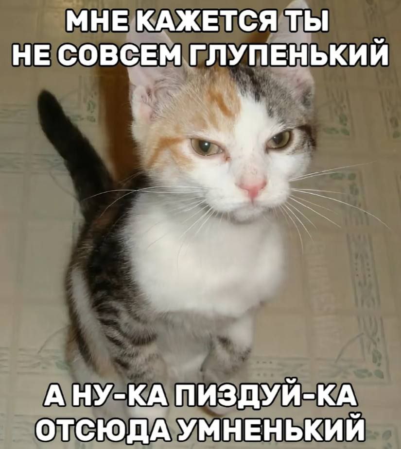 А ну-ка пиздуй отсюда умненький Морда сердитого кота с надписью "Мне кажется ты не совсем глупенький, а ну-ка пиздуй отсюда умненький".