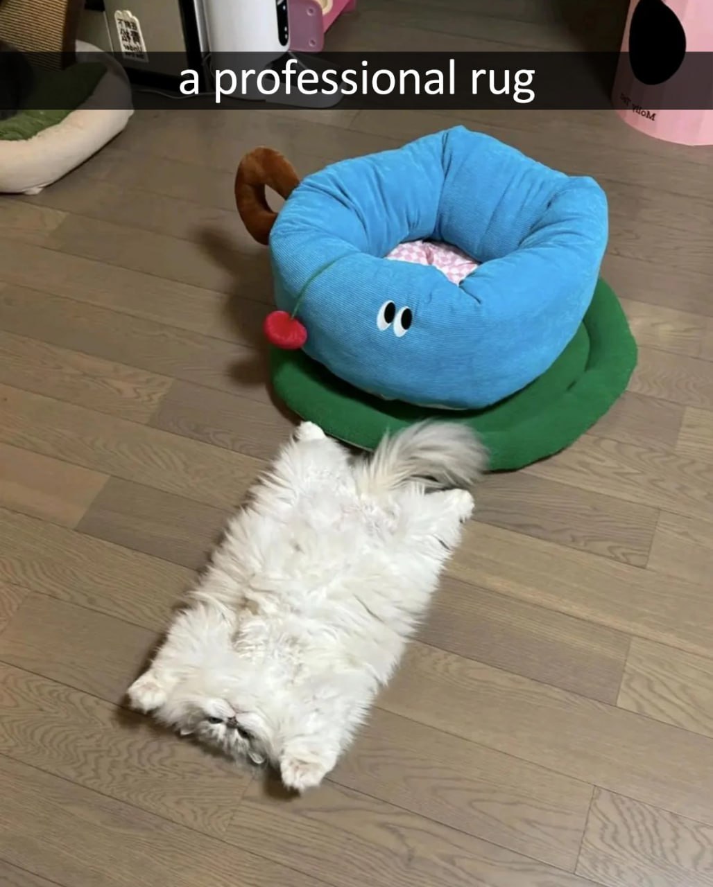 A professional rug Длинношерстный белый кот лежит на спине, вытянув лапы, словно коврик, рядом с большой синей лежанкой.