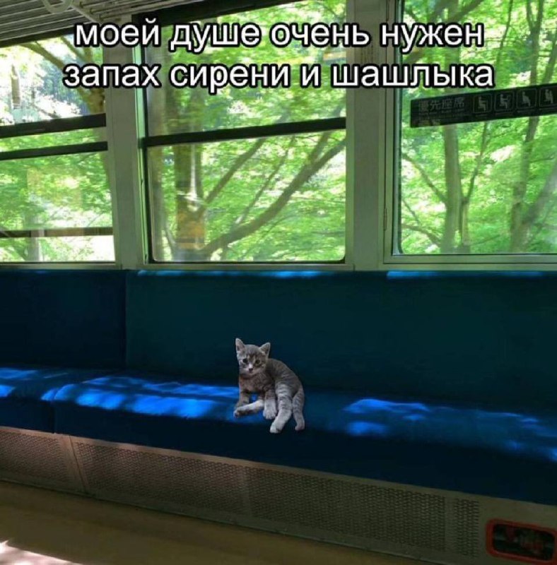 Грустный котёнок в вагоне метро и запах сирени Маленький грустный котёнок сидит один на синем сиденье в поезде, а за окном зелёные деревья. Сверху надпись: «Моей душе очень нужен запах сирени и шашлыка».