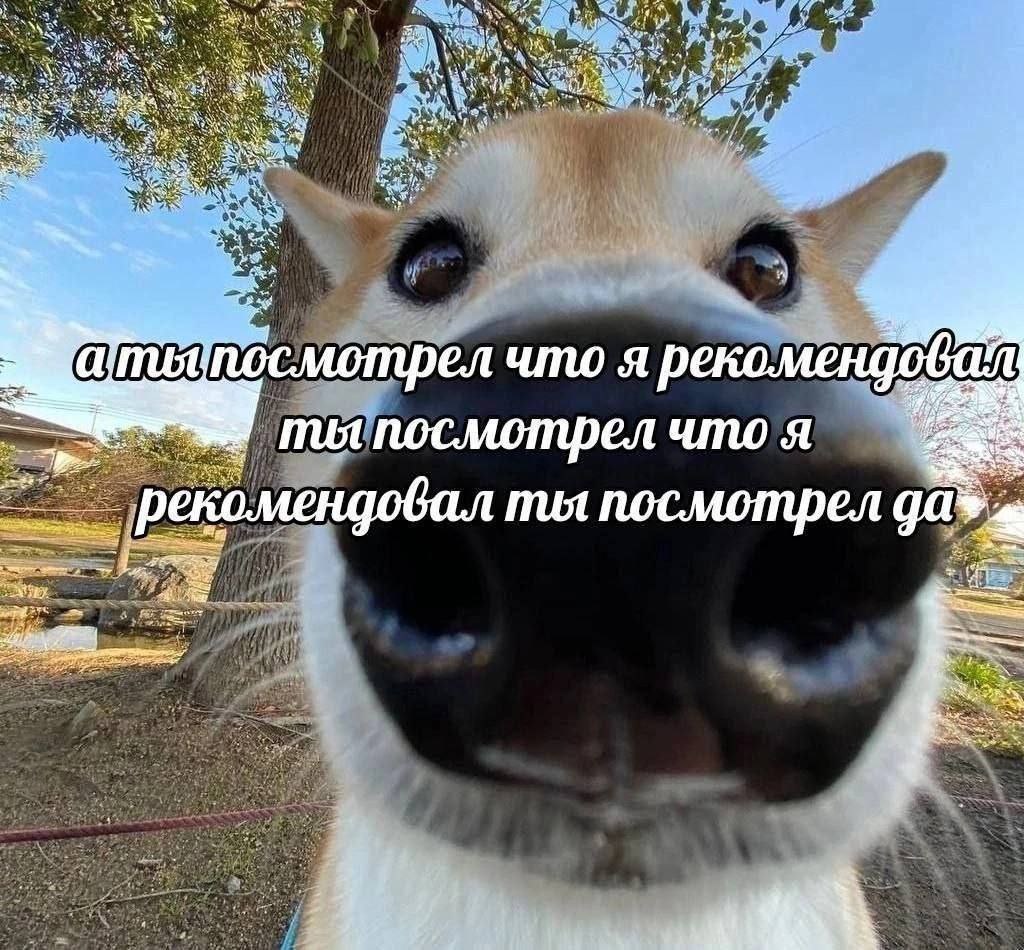 А ты посмотрел что я рекомендовал Собака спрашивает, посмотрел ли ты то, что она рекомендовала