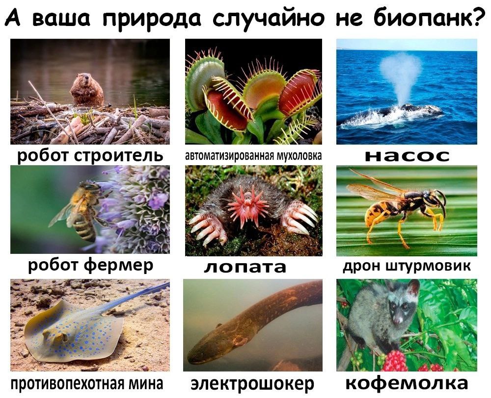 А ваша природа случайно не биопанк Коллаж с животными и растениями, представленными как элементы биопанка.