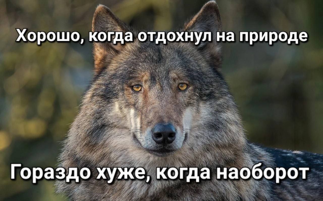 Хорошо, когда отдохнул на природе. Гораздо хуже, когда наоборот Волк и фраза "Хорошо, когда отдохнул на природе. Гораздо хуже, когда наоборот"