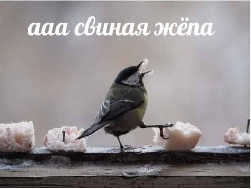 Синица с криком "Ааа свиная жопа" ест сало