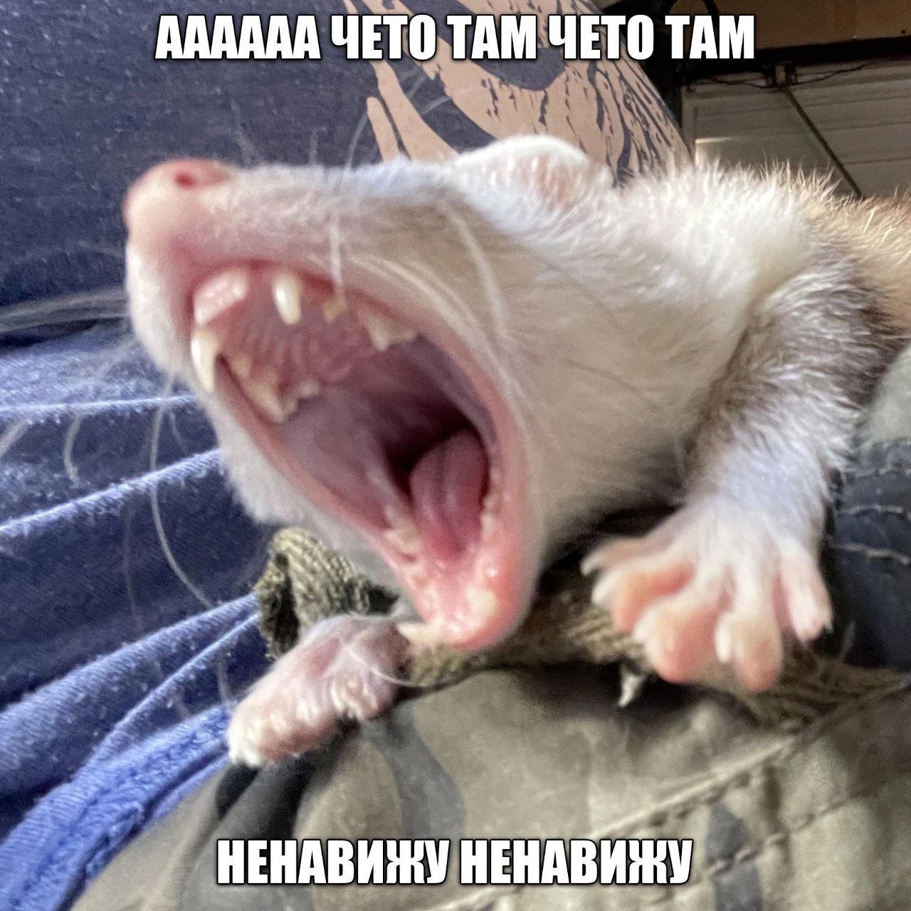 АААААА чето там чето там ненавижу ненавижу Мем с маленьким хорьком или лаской, который широко открывает пасть и кричит «АААААА чето там чето там ненавижу ненавижу»
