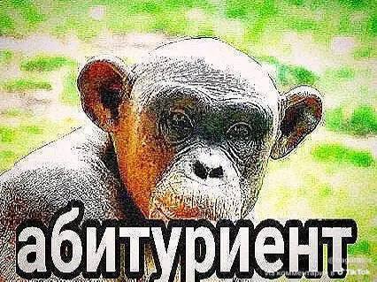 Обезьяний детёныш с серьёзным выражением морды и надписью «абитуриент»