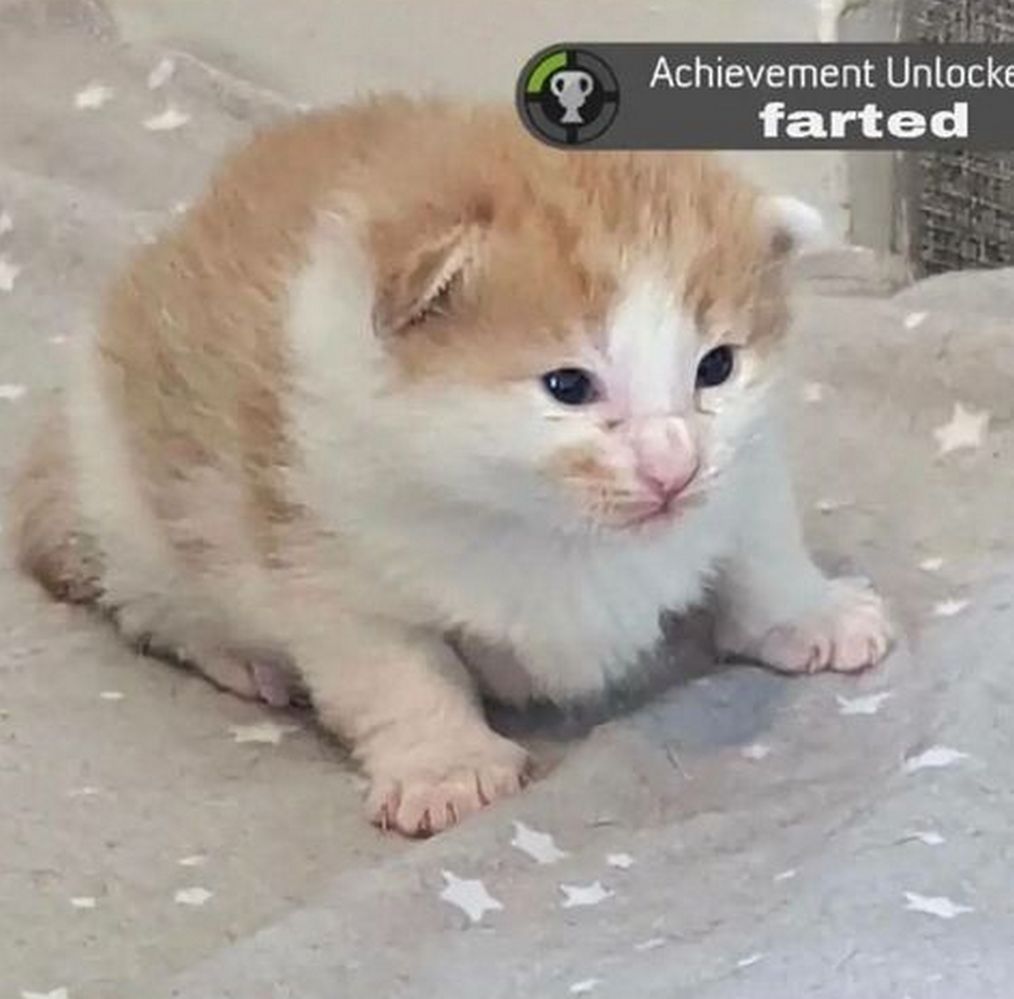 Achievement Unlocked: farted Милый котёнок с достижением "Пукнул"