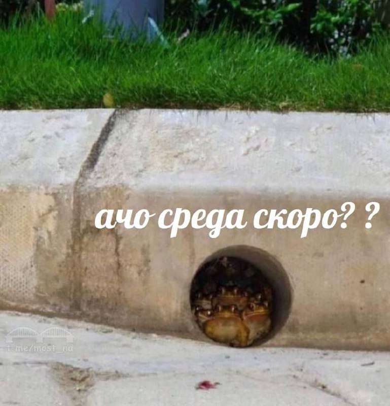 Ачо среда скоро Мем с жабой, выглядывающей из трубы и спрашивающей "Ачо среда скоро"