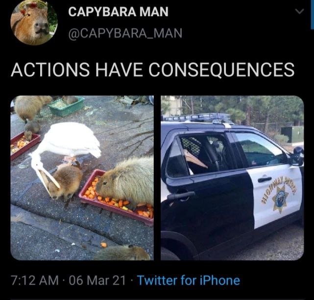Actions have consequences Пеликан арестован за кражу еды у капибары
