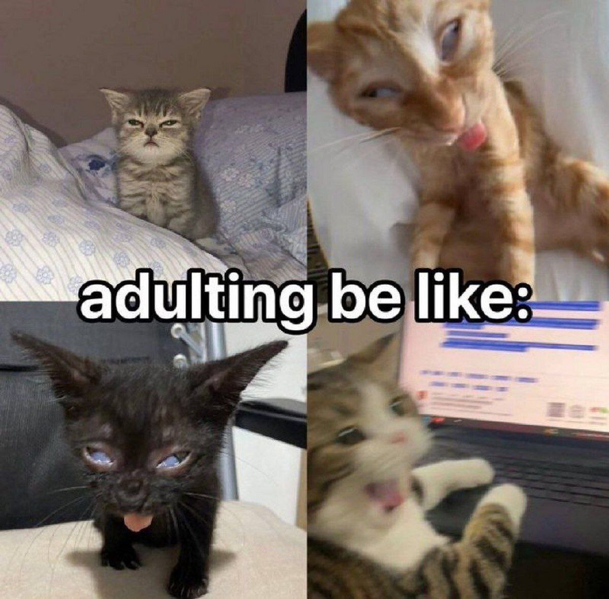 Adulting be like коты Мем с четырьмя котами, демонстрирующими разные стадии «взрослой жизни»