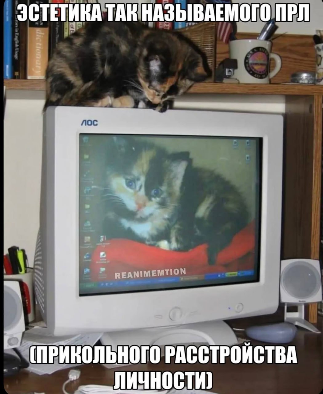 Черепаховая кошка на старом мониторе с похожим котёнком на заставке и подписью про «прикольное расстройство личности».