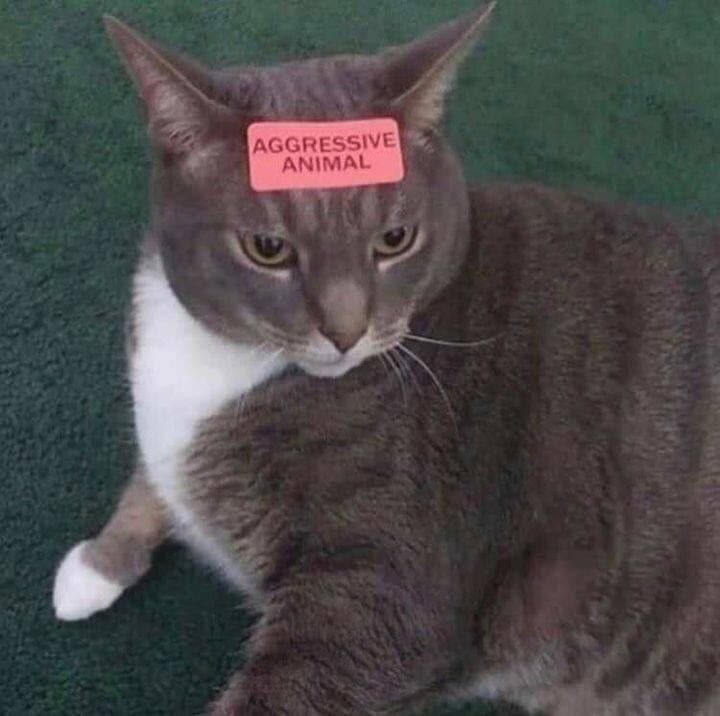 Aggressive animal кот Кот с надписью "Aggressive animal" на лбу, который выглядит очень покорным и безобидным, что создает забавный контраст.