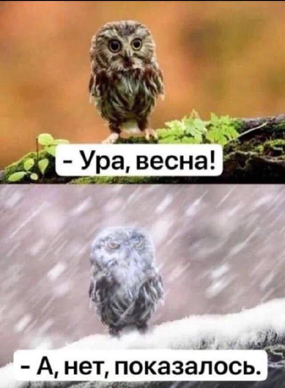 А, нет, показалось Мем с совой "Ура, весна! А, нет, показалось"