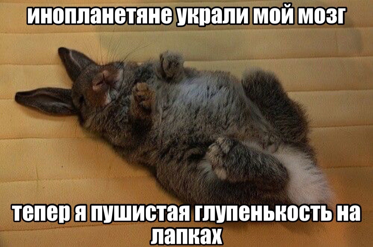 Забавный кролик лежит на спине с поднятыми лапками: инопланетяне украли его мозг, и теперь он пушистая глупенькость на лапках