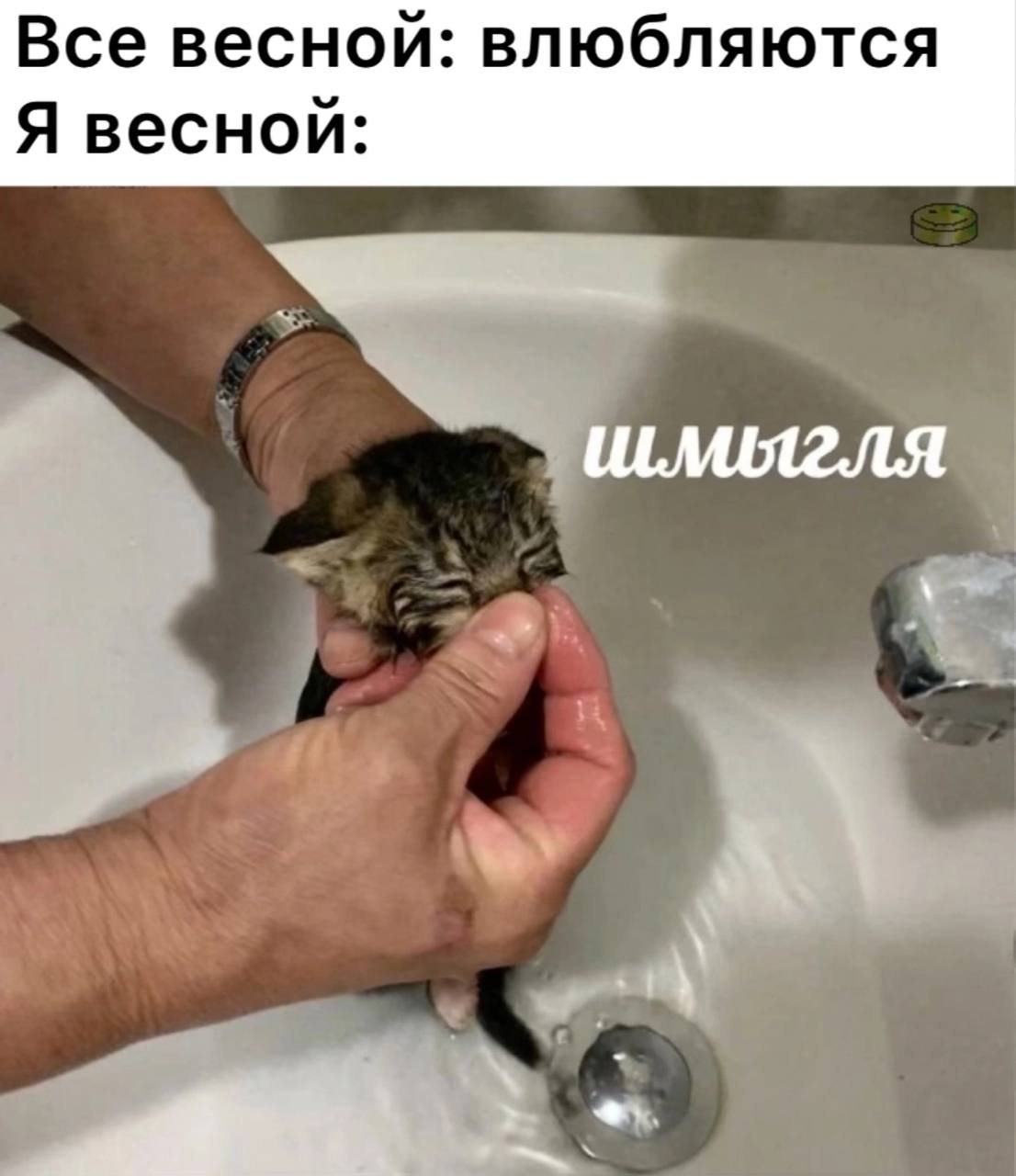 Все весной влюбляются, а я весной шмыглю Мем про то, как все весной влюбляются, а кто-то моет котенка в раковине, чтобы шмыгнуть его.