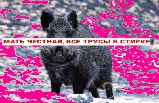 Серьёзный кабан в снегу с надписью: «Мать честная, все трусы в стирке».
