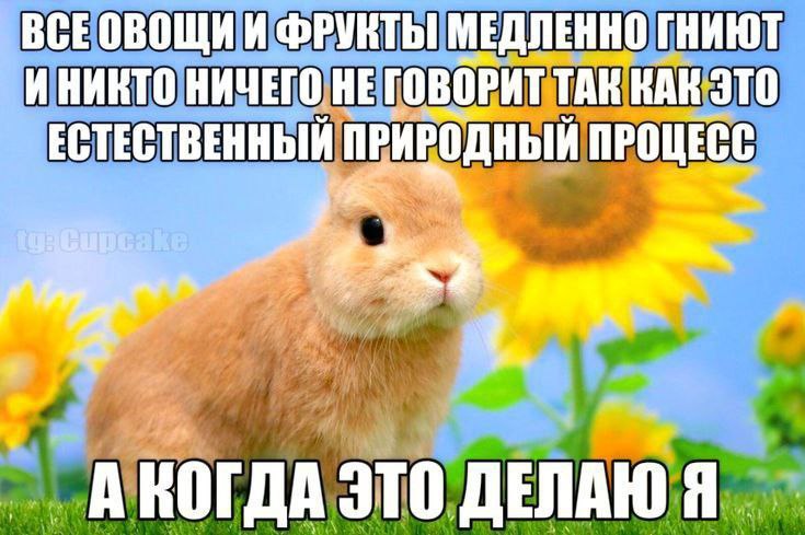 Мем про кролика и гниющие овощи, который оправдывает свои действия