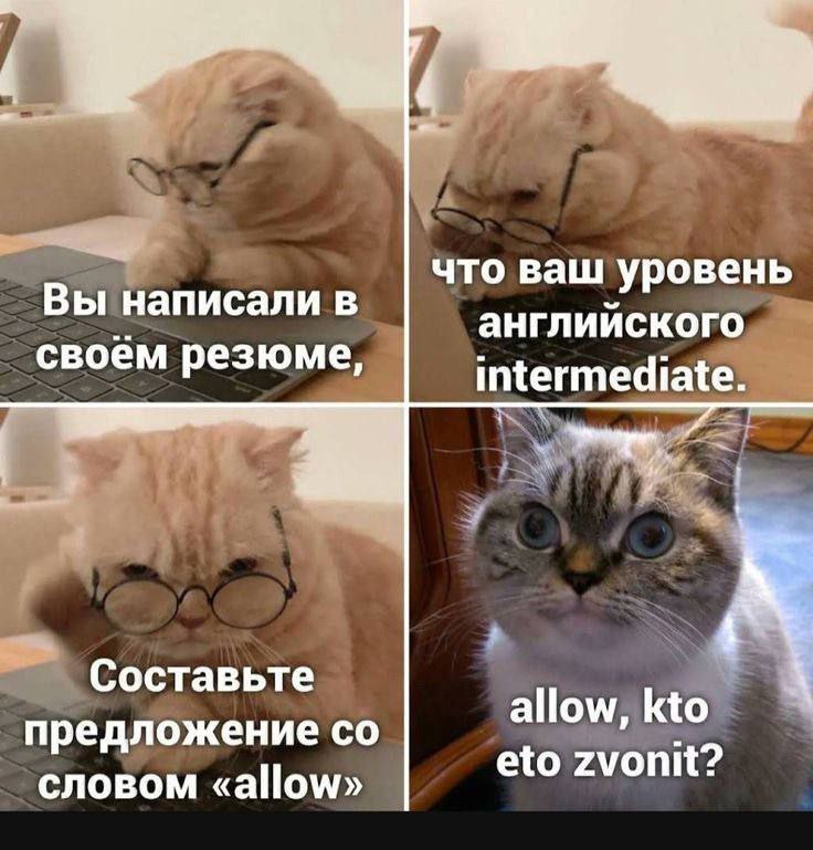 Allow, кто ето звонит Мем про кота и уровень английского языка intermediate на собеседовании