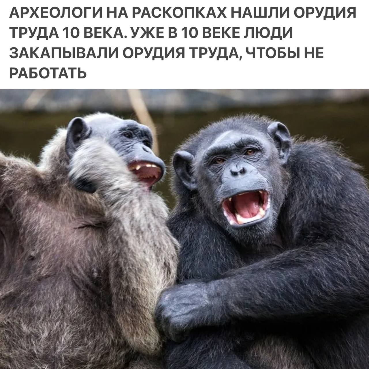 Уже в 10 веке люди закапывали орудия труда, чтобы не работать Мем с шимпанзе, который кричит от смеха, и его другом, на котором шутливый текст про археологов и лень в 10 веке.
