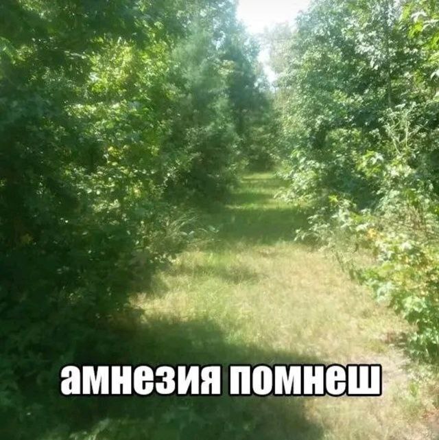 Амнезия помнишь Мем с надписью "Амнезия помнишь" на фоне лесной тропинки.