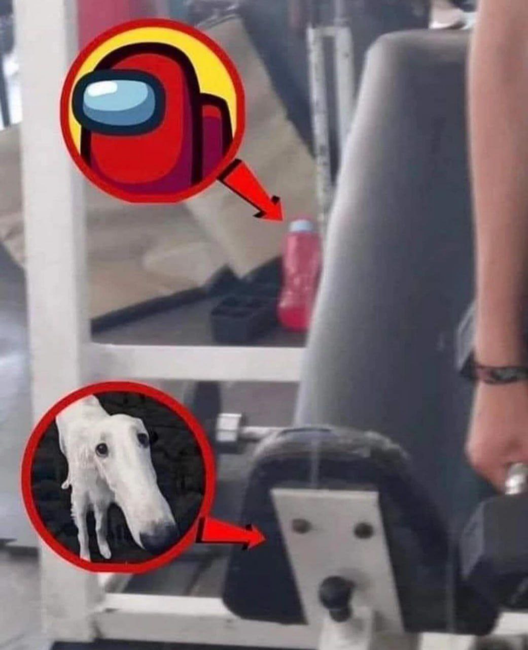 Among Us и собака борзая Among Us и собака борзая в тренажерном зале