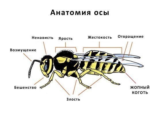 Анатомия осы Смешная "Анатомия осы" с подписями негативных эмоций.