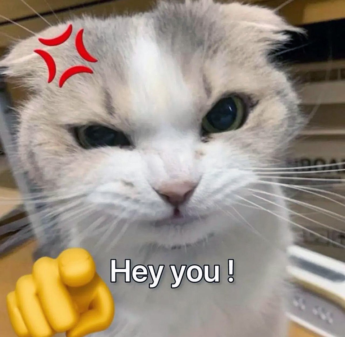 Злой кот указывает на тебя Мем с недовольным котом и надписью "Hey you!" с указывающим пальцем
