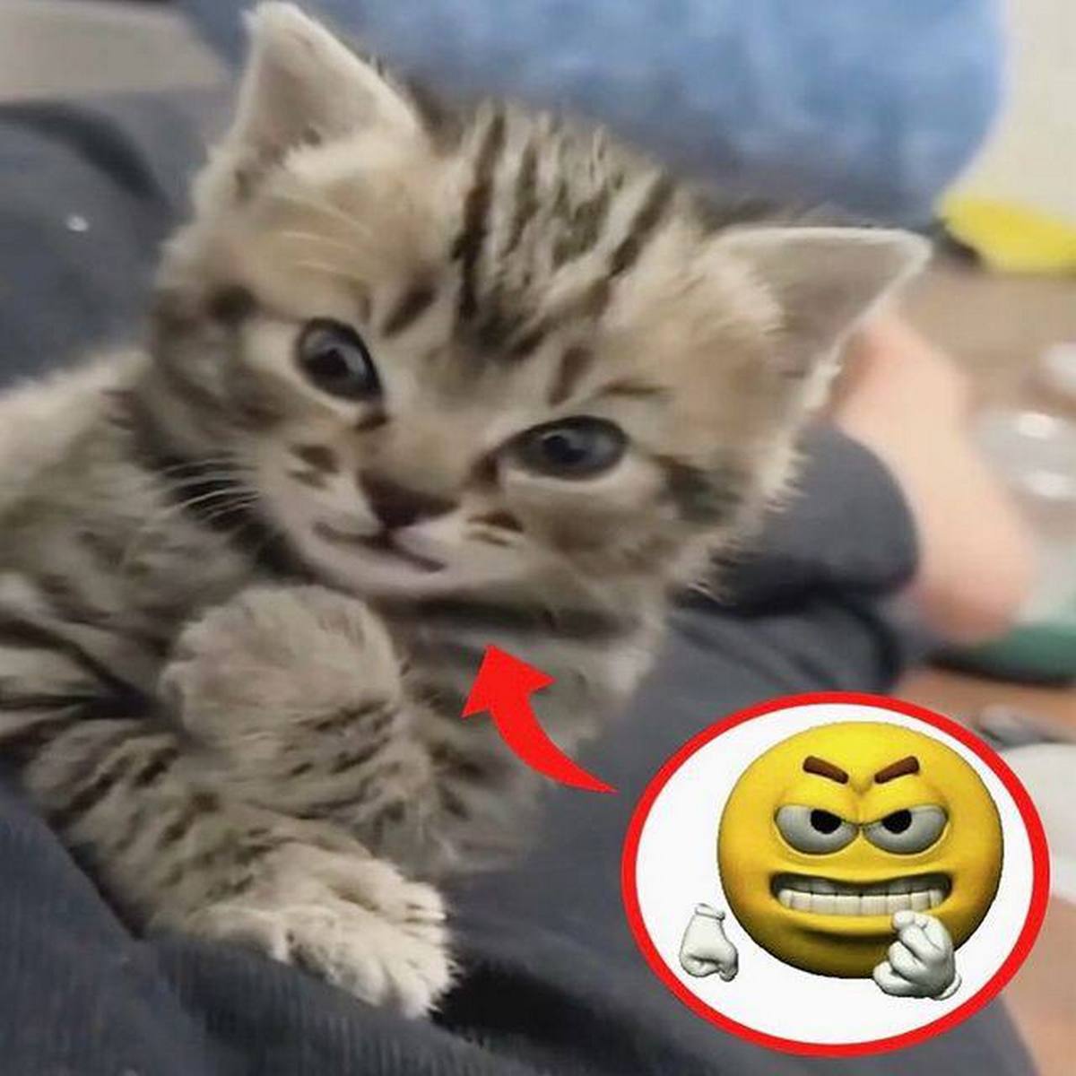 Злой котёнок Котёнок с эмодзи на лице, который показывает эмоцию насупленного и злого смайлика
