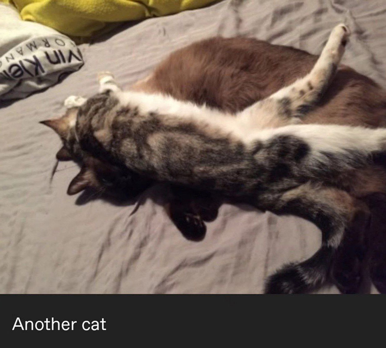 Another cat Две кошки отдыхают на кровати, одна из которых лежит на спине другой, вытянув лапу вверх.