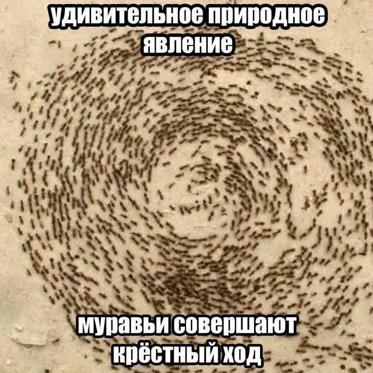 Муравьи совершают крестный ход Удивительное природное явление: муравьи совершают крестный ход