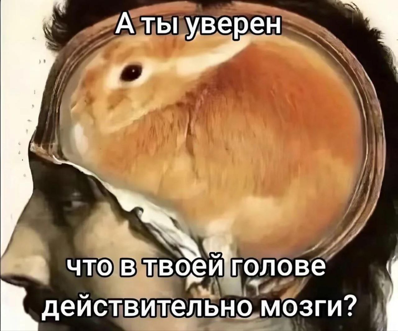 А ты уверен, что в твоей голове действительно мозги Мем "А ты уверен, что в твоей голове действительно мозги?" с кроликом вместо мозга