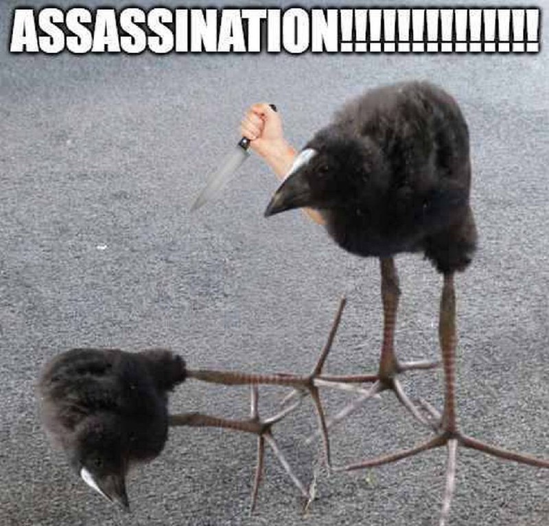 ASSASSINATION!!!!!!!!!!!!!!! Мем с птицей киви, держащей нож, и кричащей об убийстве над другой птицей.