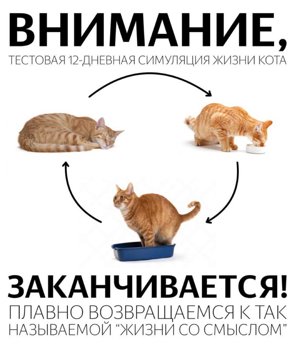 Внимание, тестовая 12-дневная симуляция жизни кота заканчивается! Плавно возвращаемся к так называемой "жизни со смыслом"