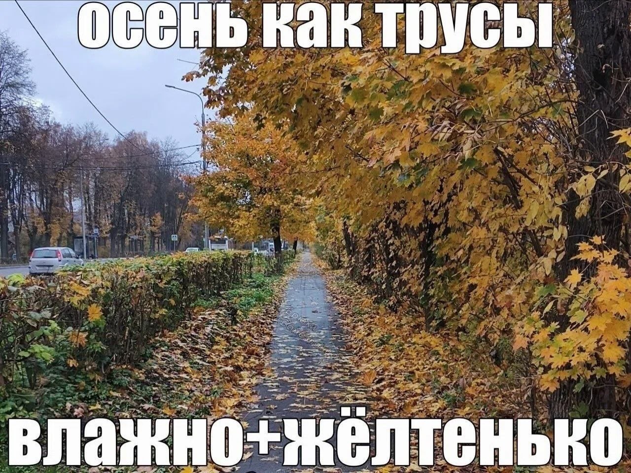 Осенняя дорожка с жёлтыми листьями и шутливой надписью: «Осень как трусы — влажно и жёлтенько».