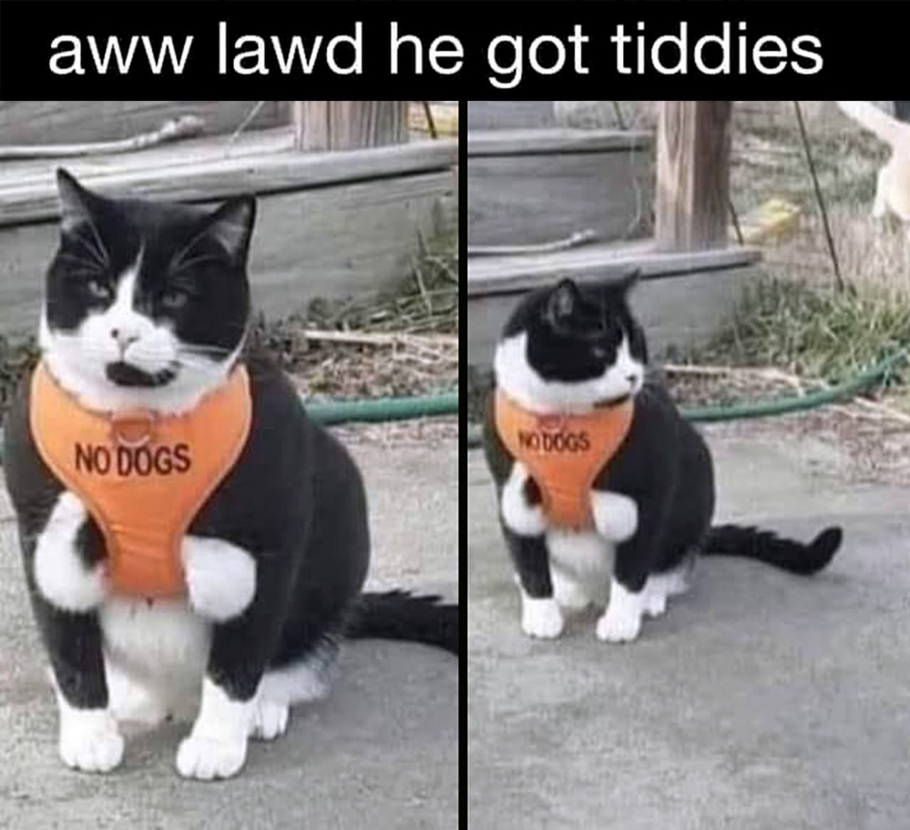 Aww lawd he got tiddies Кот в шлейке No dogs