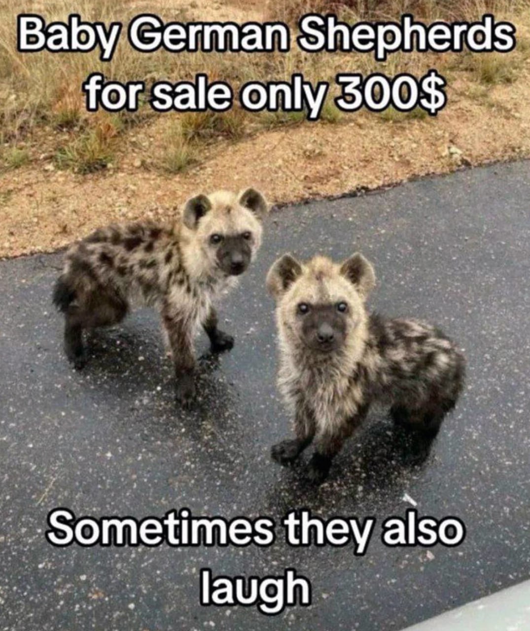 Baby German Shepherds for sale only 300$ Маленькие гиены, притворяющиеся щенками немецкой овчарки