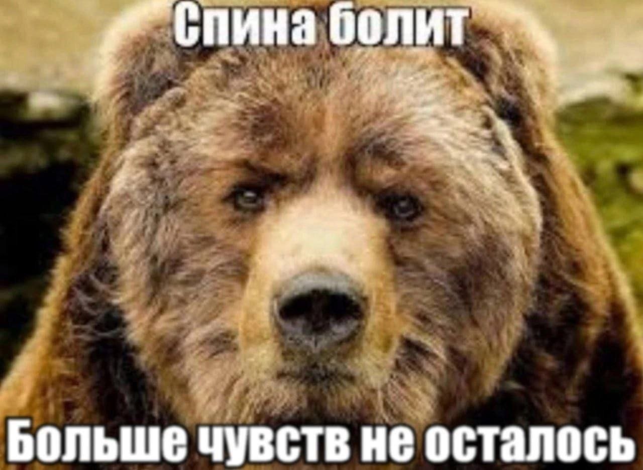 Уставший медведь с безразличным выражением лица и подписью о боли в спине и полном отсутствии чувств.