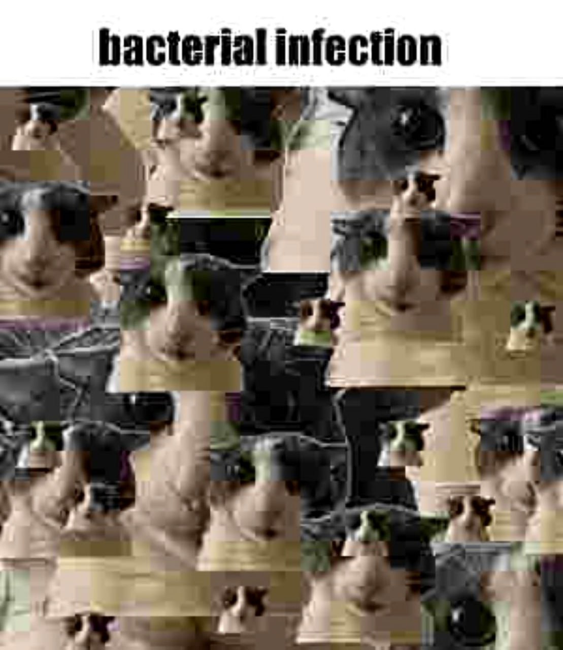 Бактериальная инфекция с котами Мем с надписью «Bacterial infection», где изображение кота многократно повторяется, имитируя размножение бактерий.