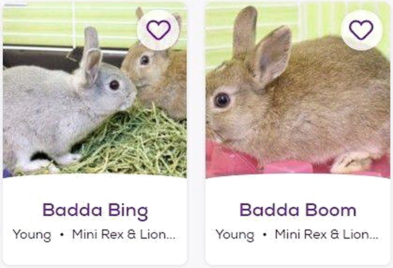 Badda Bing Badda Boom кролики Два кролика с именами Badda Bing и Badda Boom на карточках для усыновления