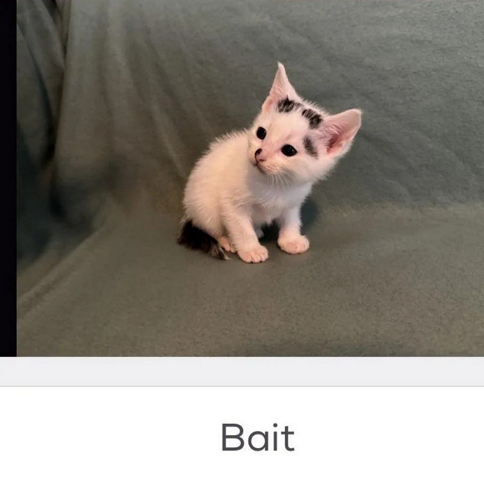 Bait котенок Милый белый котенок с черными пятнами и подписью Bait